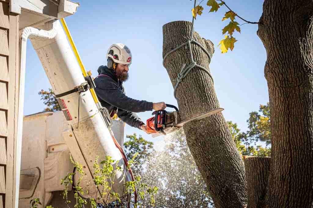 tree removal